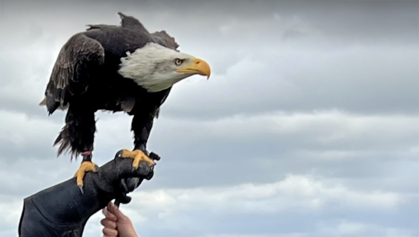 Falconry